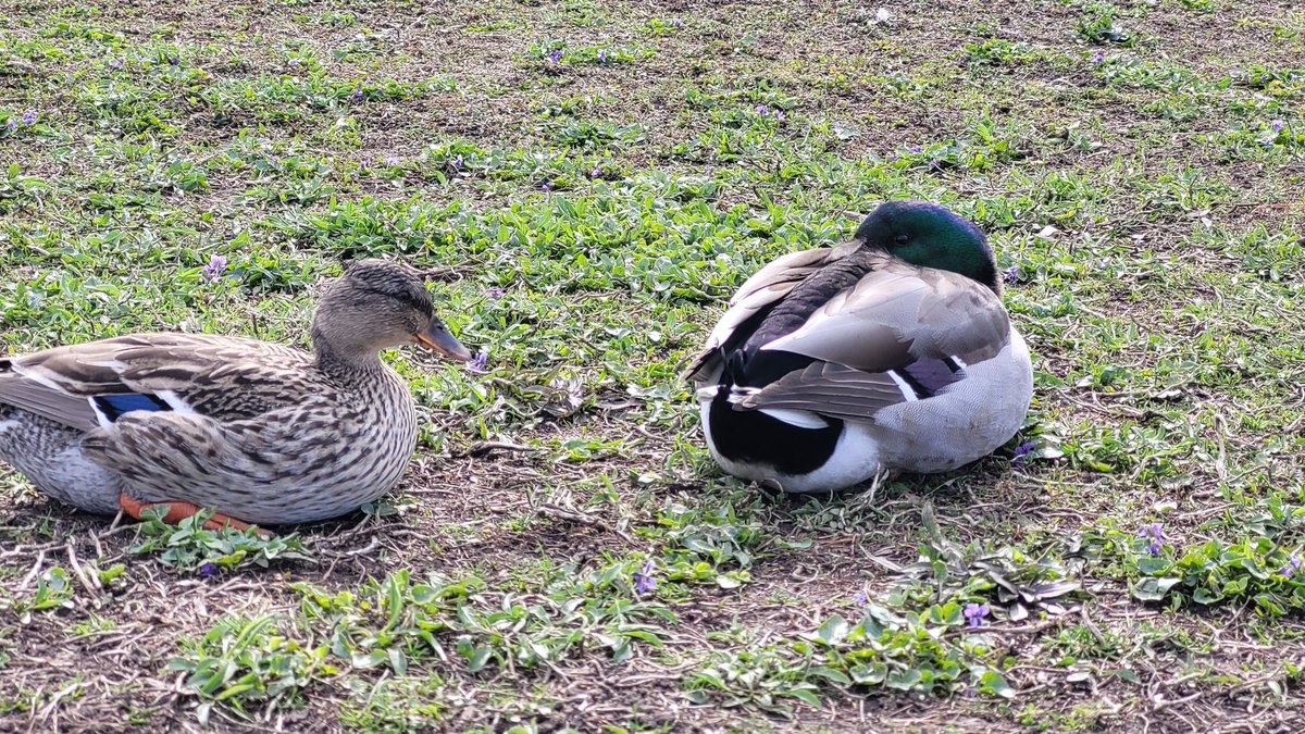 hello hi
i got pretty sick and it threw a lot of stuff off and then i got anxiety and now i am sorting out high blood pressure. been going on some walkies and generally taking steps to make sure it does not get out of hand (again).
anyway hopefully more art soon <3