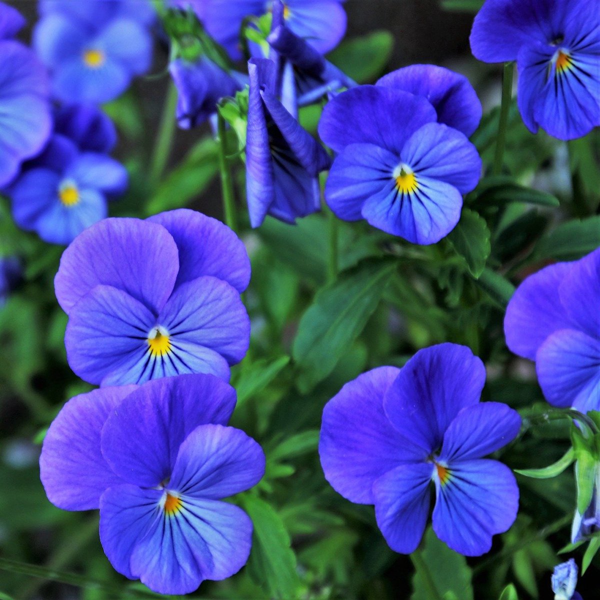 adelestancati's tweet photo. Come una melodia blu
su le rive dei colli ancora
tremava una viola 
Luciano Sinisgalli https://t.co/jBfA1oFmgb