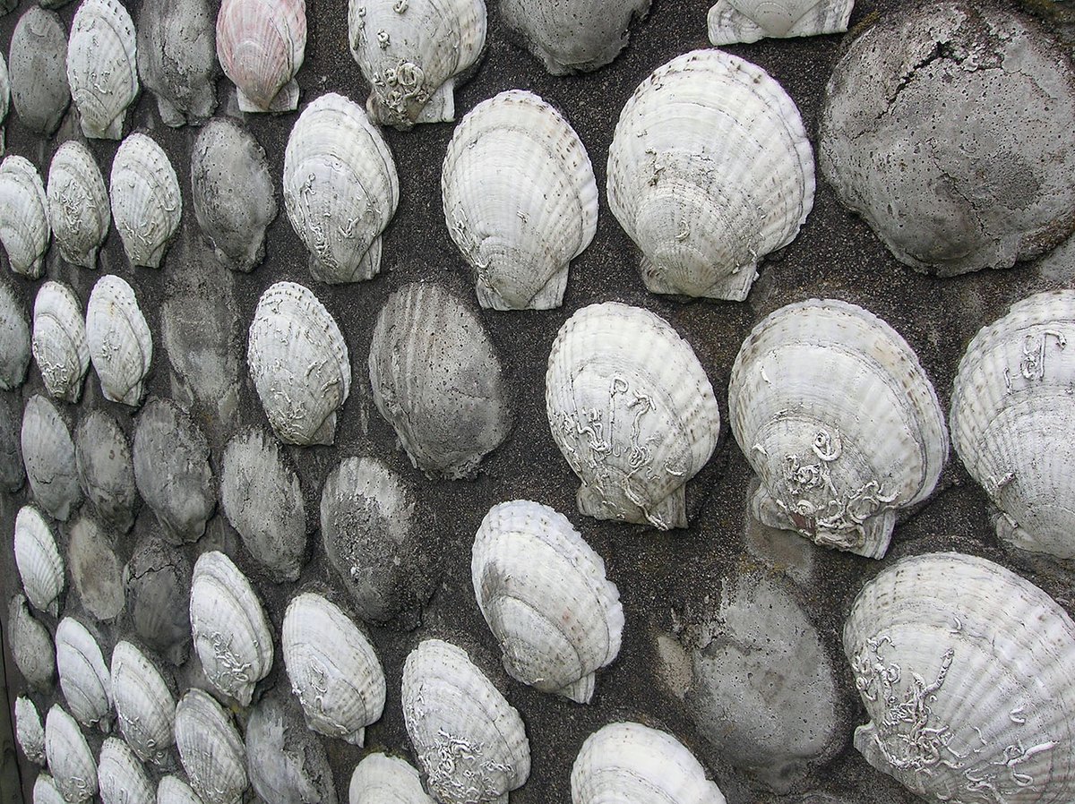 #MolluscMonday From the archives, a wall in Hokkaido, Japan, ornamented with pectinid shells. Some of the shells have dropped-off leaving internal moulds of concrete.