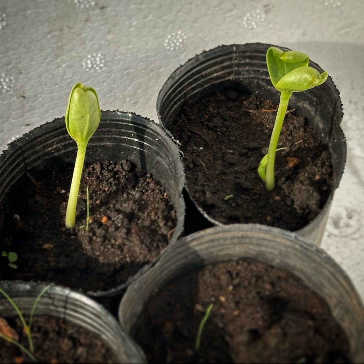スイカの芽が出た〜🌱
…と思って喜んでいたら、

雨で
ナメクジに西瓜の芽を
折られてしまった…😭