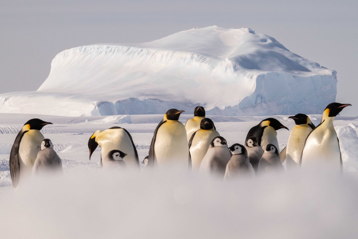 UltimaAntarcticExpeditions tweet media