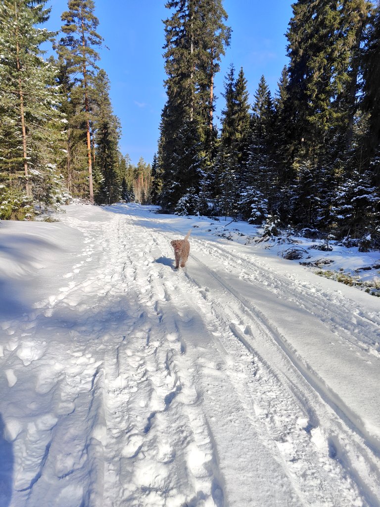 Uusia kulmia tutkimassa 🐕 kanssa. Melko talviset olosuhteet vielä 🌲❄️