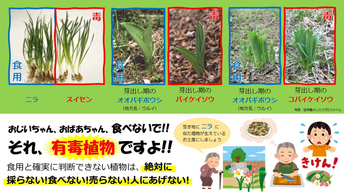 【GW中も要注意！高齢者の #有毒植物 誤食・中毒が多発！】 有毒植物を原因とする #食中毒 患者の約半数が60歳以上！ 山、庭、畑に生えている食用と確実に判断できない植物は、 採らない！食べない！売らない！人にあげない！ mhlw.go.jp/stf/seisakunit…