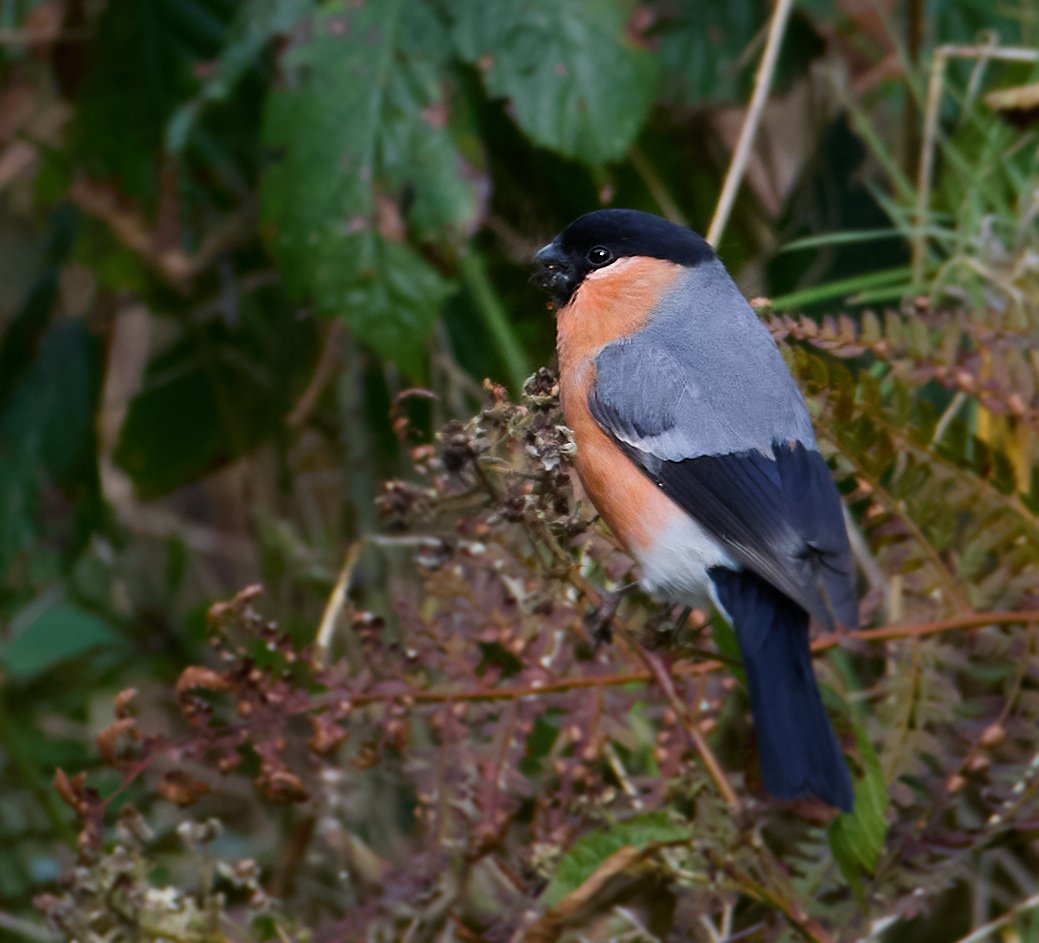 Bullfinch.