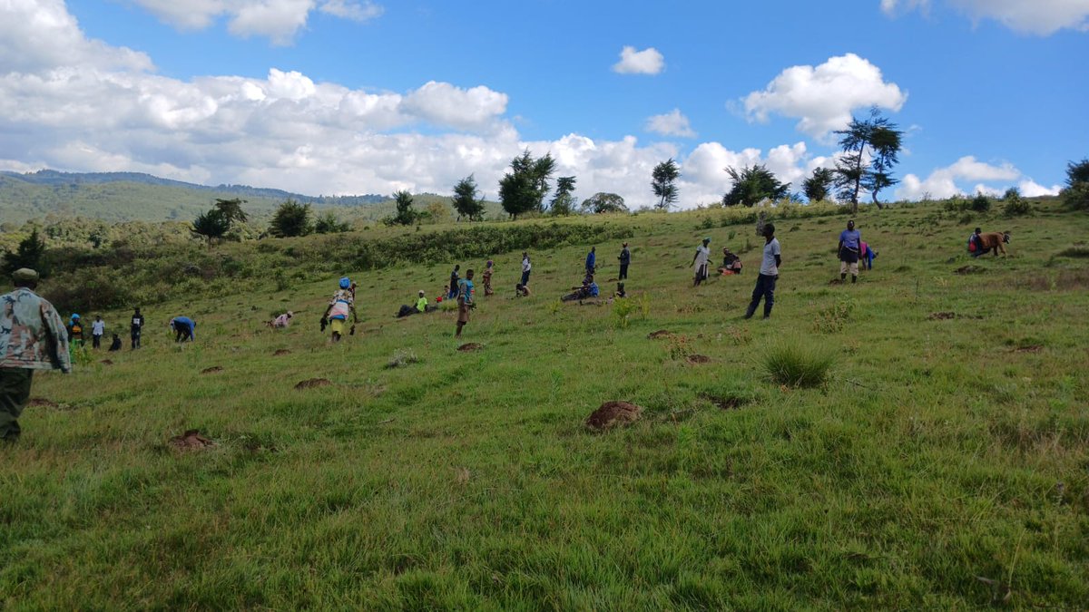 OgiekPeoples's tweet photo. Restoration of forests is vital rebuilding ecosystems.@OPDP is currently working on restoring Mau's indigenous tree cover.The project kicked of on April 18th, with  20,000 trees planted in Logoman forest within Neissuit.
#AFR100 #restoreMau https://t.co/vfhhwWsXGa