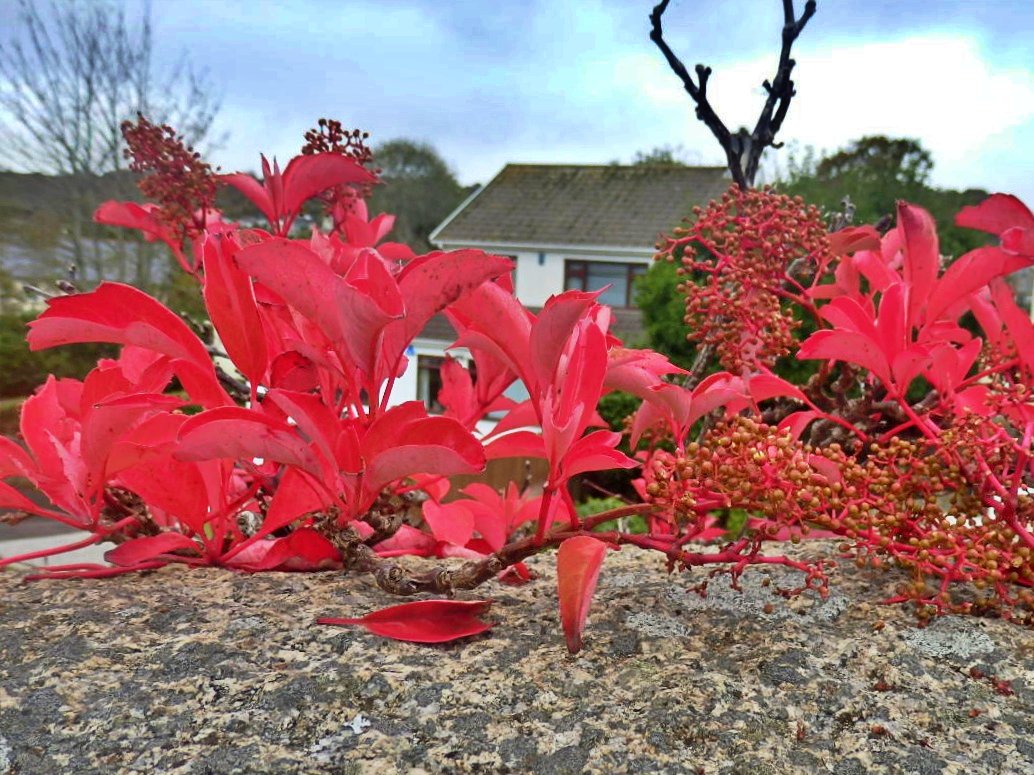 A splash of  bright colour spotted in a Cornish garden.
Have a good week.