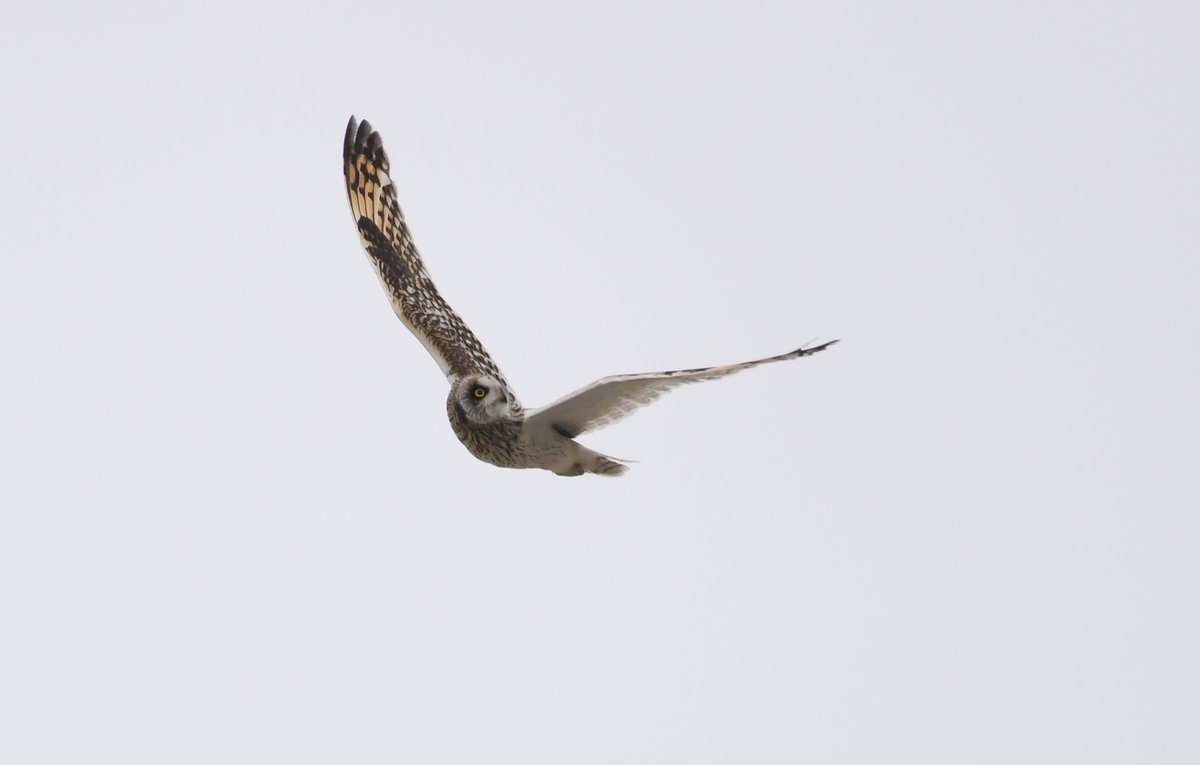 Cattie-face doing its best to avoid the mobbers. Nothing upsets the resident birds more than a morning fly by from a Short-eared owl. #Papay #owls #BirdsSeenIn2024 #orkney