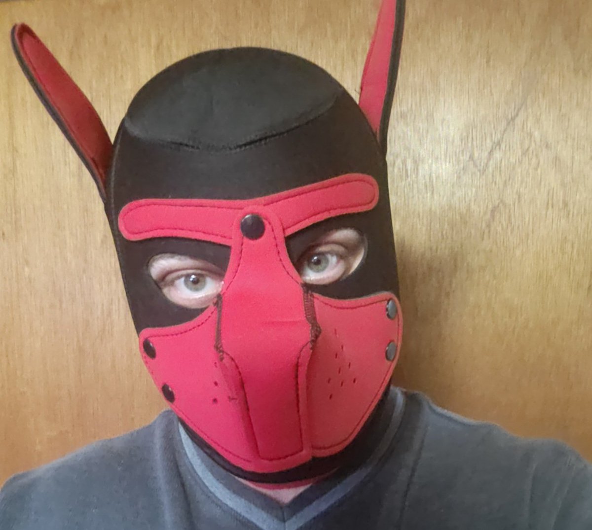 normalbidude's tweet photo. Sure wish there was cum dripping from my muzzle tonight. https://t.co/LrixTKr7bv