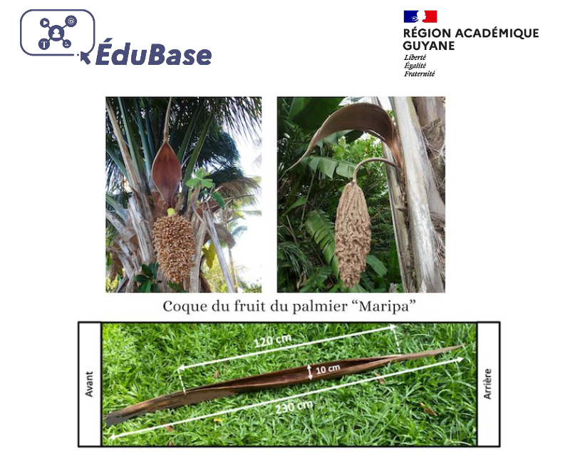 [#Edubase] "L'éco-pirogue du futur" : un projet liant EDD et Intelligence Artificielle en cycle 3 par <a href="/acguyane/">Académie de Guyane</a> 
🔗edubase.eduscol.education.fr/fiche/22473