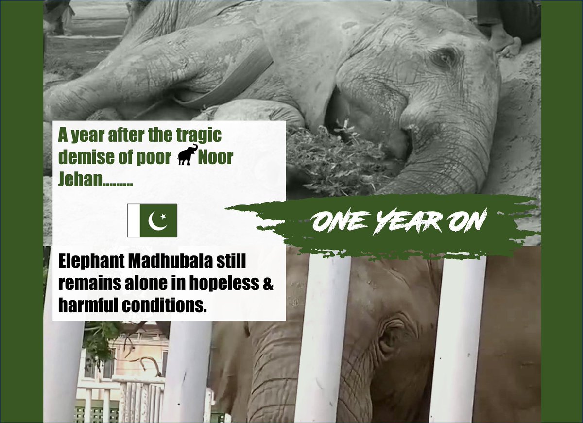 One year on A year after the tragic demise of poor Noor Jehan... Elephant #Madhubala still remains alone in hopeless & harmful conditions. In Memory of #NoorJehan 🐘🖤 ♰ April 22th 2023 #Pakistan #KarachiZoo #Buildingafuture4Karachi3 #KarachiElephants