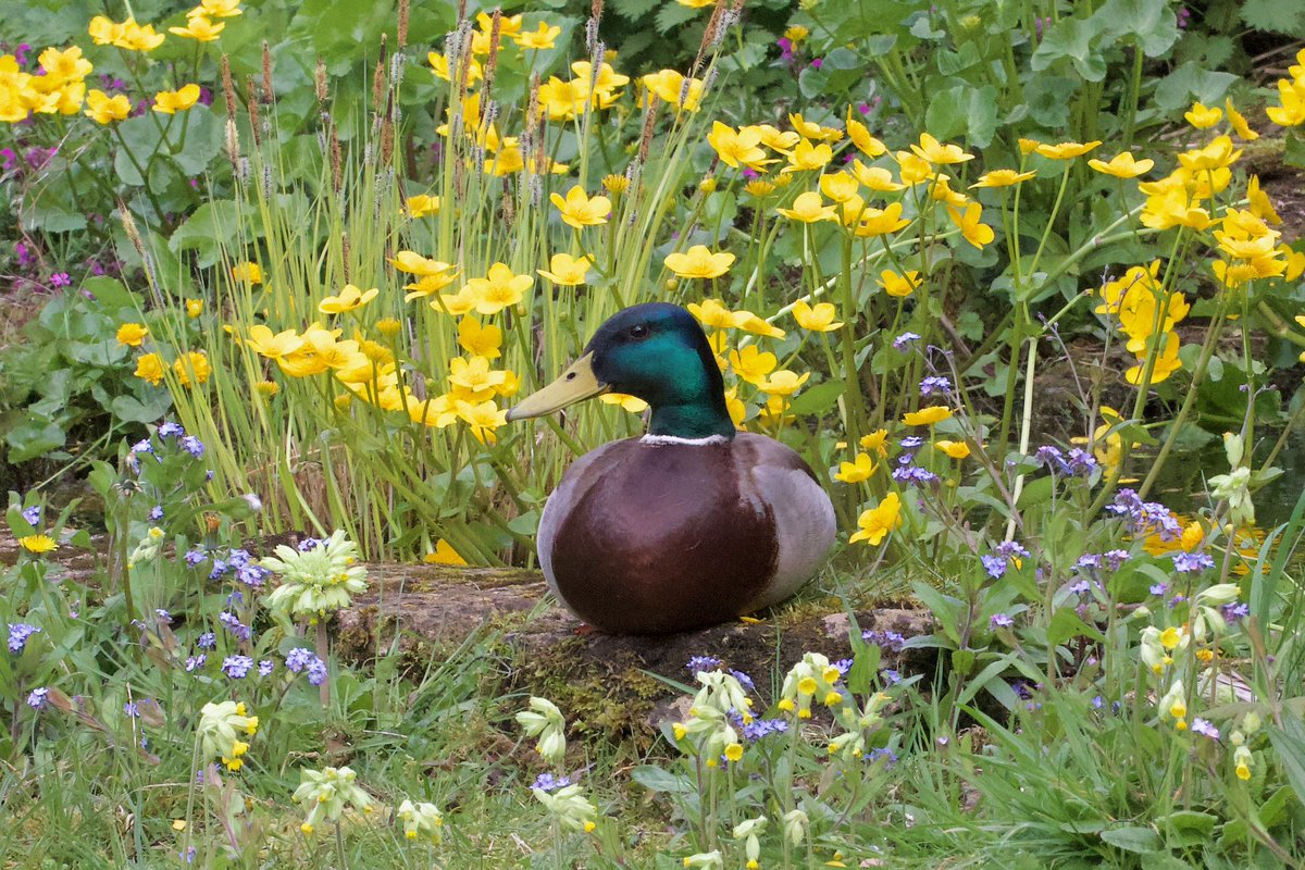 @UkAnvil Morning @UkAnvil I’m sure #MallardMonday will go quackingly well for you! 😁Here’s one of our regulars - Jacob Quacker we call him - posing in front of the Marsh Marigolds on the edge of our pond 🦆💛
