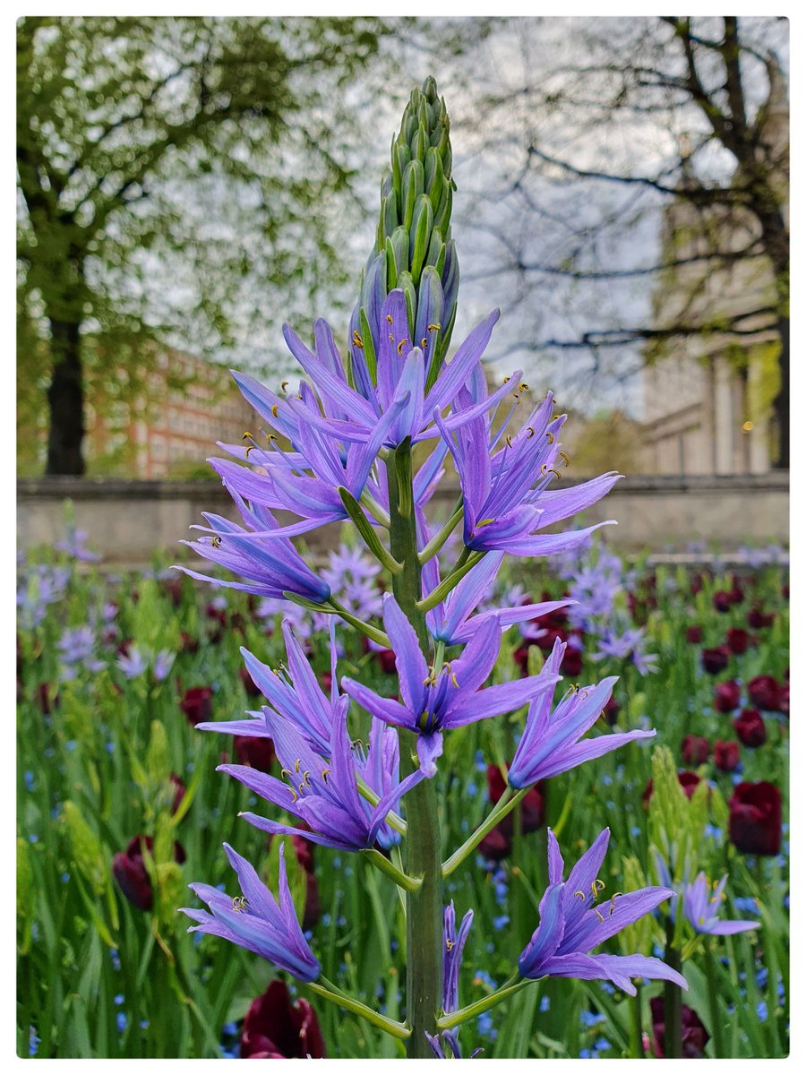 Beautiful flowers in the grounds of St. Paul's  Cathedral 

#mobilephotography #streetphotography #streetphotographyworldwide #purestreetphotography #visitlondon #londonphotography #visitlondon #stpaulscathedral #flowerphotography #architecturephotography