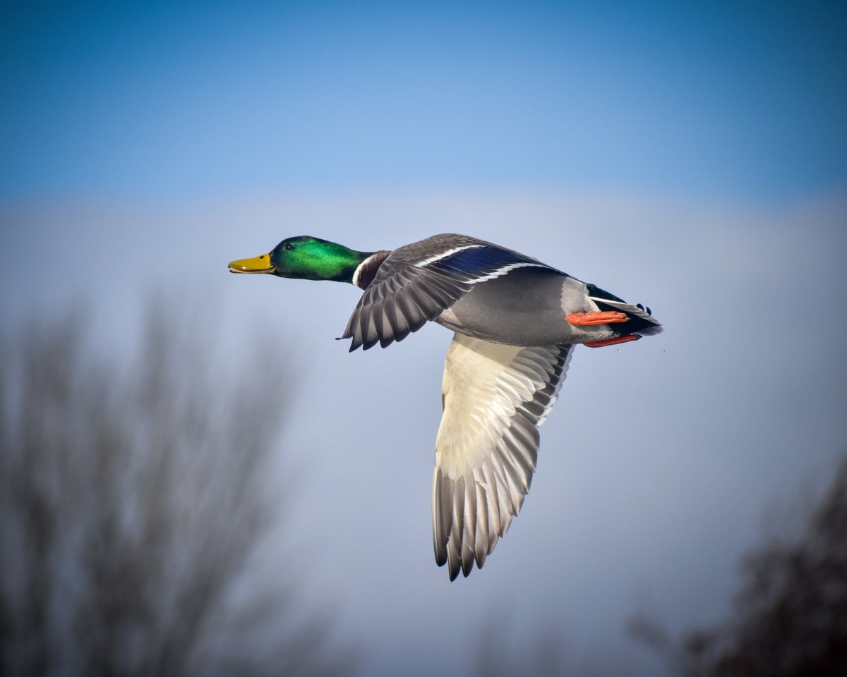 @UkAnvil Thank you so much for 'volunteering' to host #MallardMonday mate! 😁👍🦆