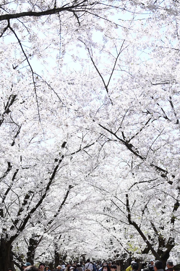 d500_70_200's tweet photo. 弘前さくらまつり
日曜日参戦
全てが良かった…
#弘前さくらまつり #Nikon https://t.co/UsKqjiTOBX