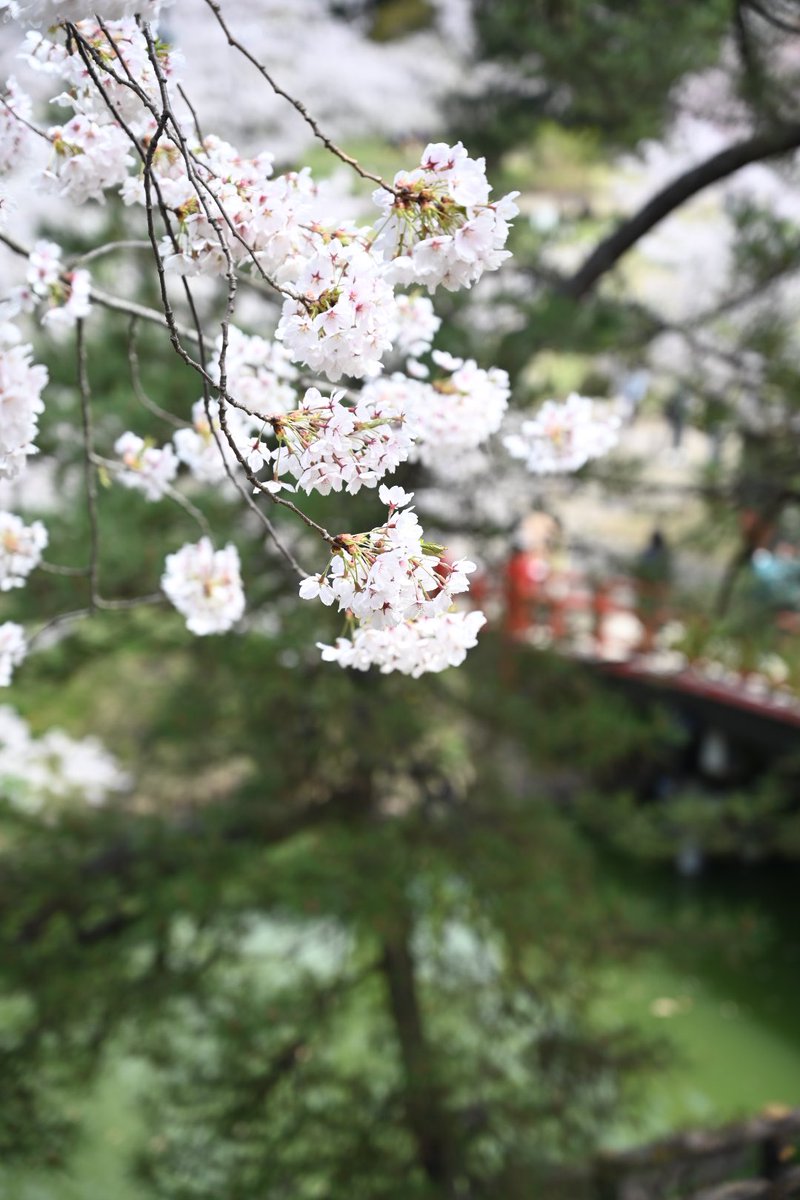 d500_70_200's tweet photo. 弘前さくらまつり
日曜日参戦
全てが良かった…
#弘前さくらまつり #Nikon https://t.co/UsKqjiTOBX