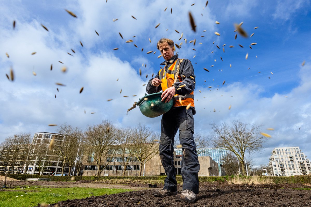Vandaag is het Nationale zaaidag! Zaai voor bijen en insecten, help ze aan voedsel! De Bijenstichting en Stichting Bijenvrienden roepen op om bloemstroken aan te leggen. Onze tuin in Zwolle is al ingezaaid, doe jij ook mee? #nationalezaaidag #biodiversiteit #zwolle
