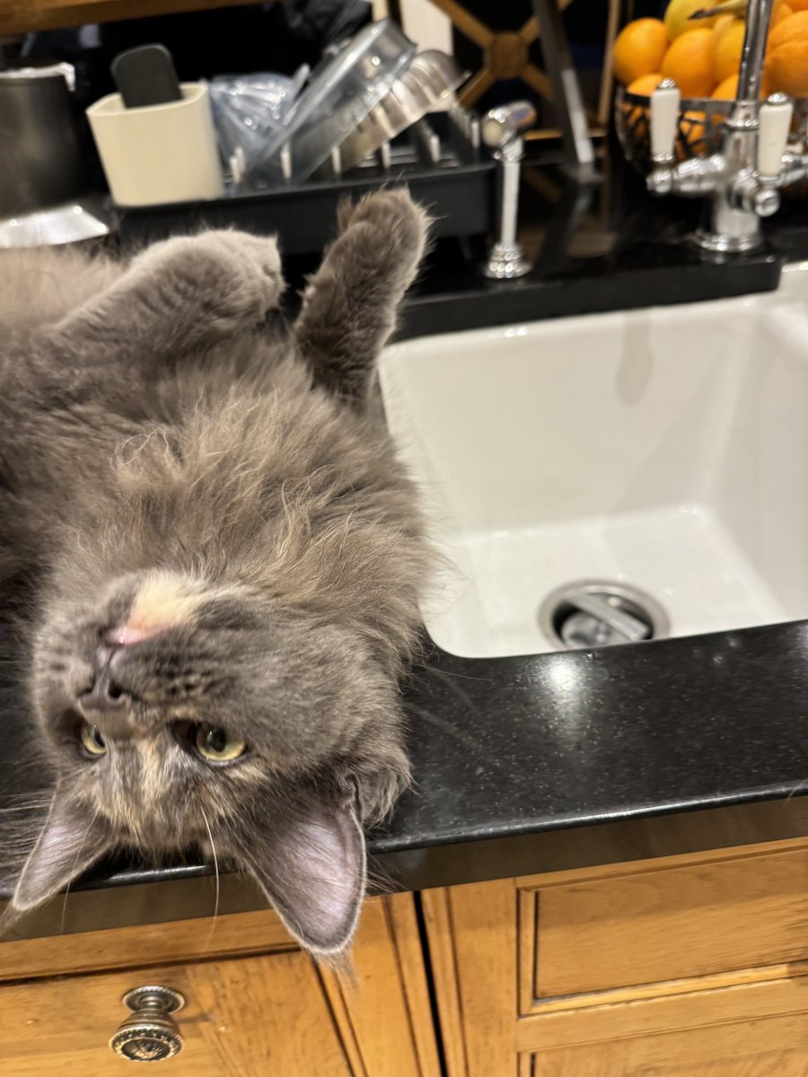 Water and sink obsessed 🥰 #Kittens