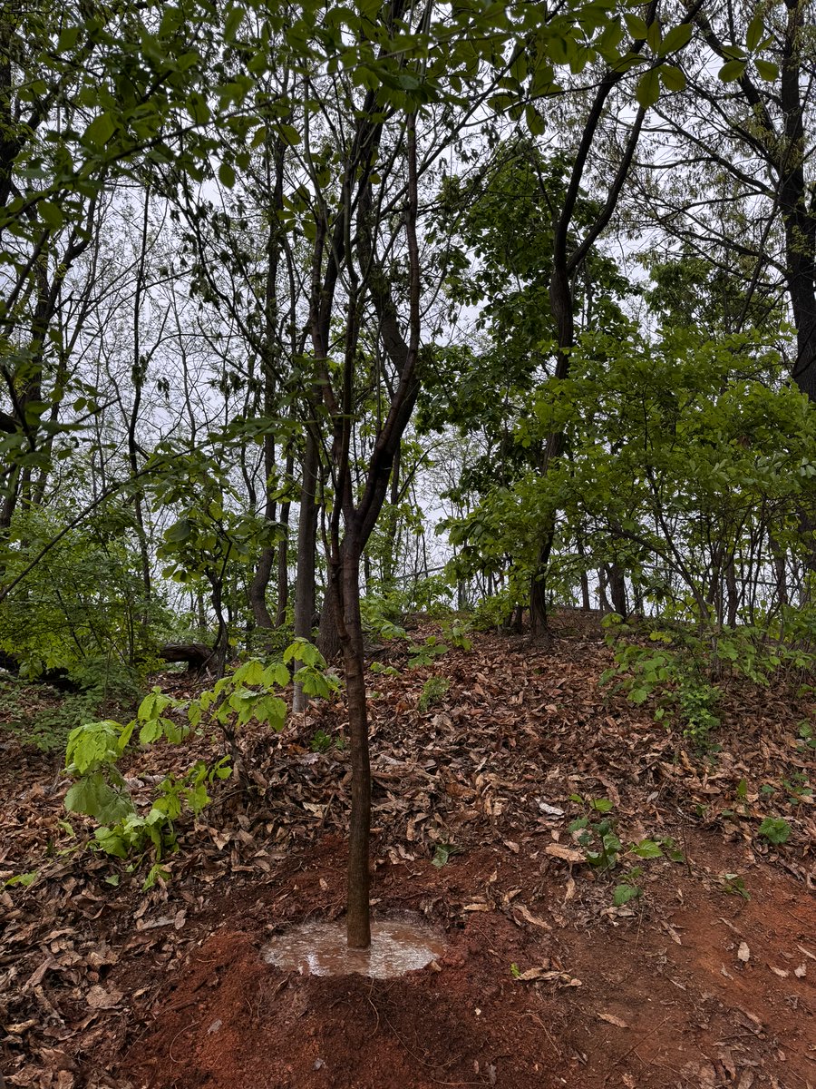 HNTDMC's tweet photo. H&amp;T with Forest of Life🌳
Last Saturday, H&amp;T team came together at OnsuPark for a tree-planting.
It was a meaningful day of giving back to nature!
#생명의숲 #H&amp;T #에이치엔티 #DMC #PCO #PEO #HappyandTogether
#H&amp;TKOREA #thebestDMCinKorea #leadingPCO #leadingmeetingplannerKorea #CSR https://t.co/4Ow9Xmh4tZ