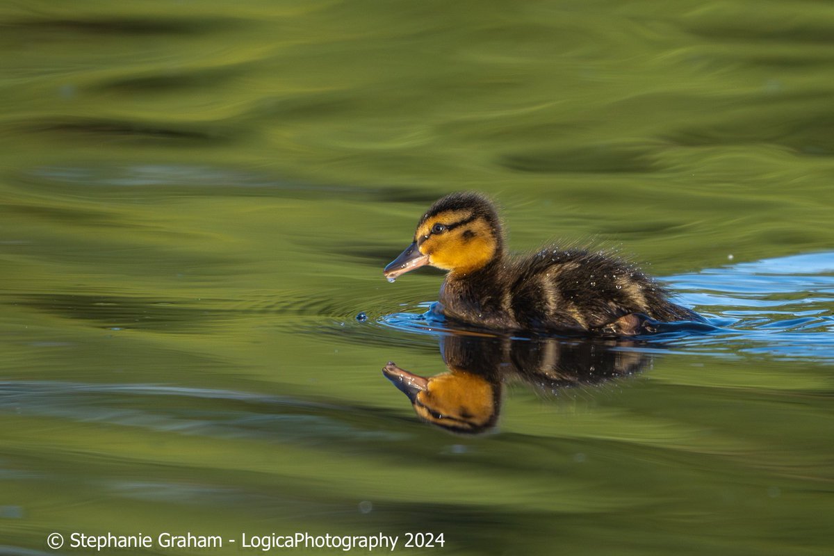 @UkAnvil You’ll be great! Happy #MallardMonday to all who celebrate. Here’s one of yesterday’s babies.