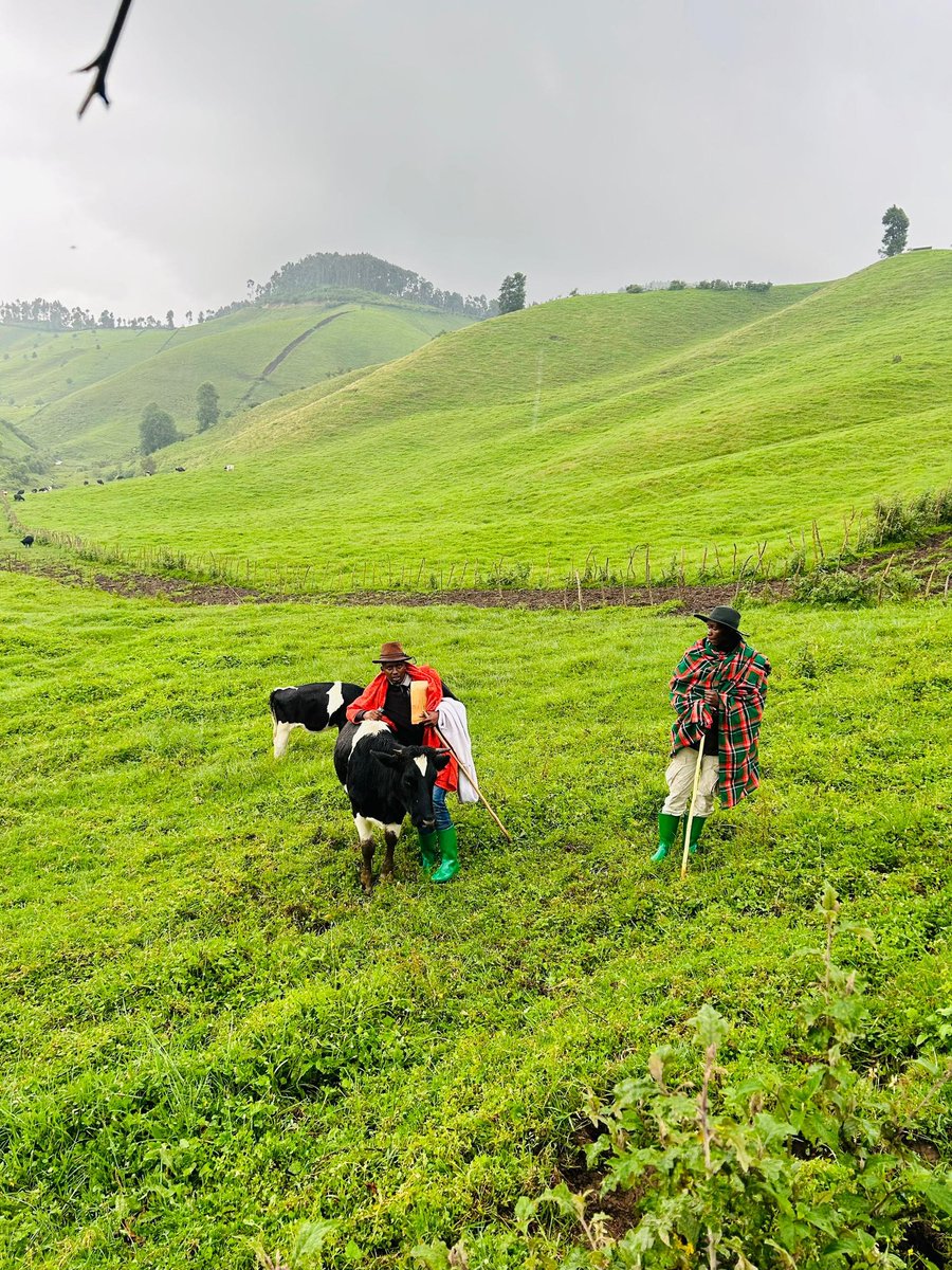 Urugendo Rwiza, ruhuza abavandimwe, mugahurira mu bwatsi bwiza aho imfura zitaramira maze tukizihirwa @Visit_Bigogwe