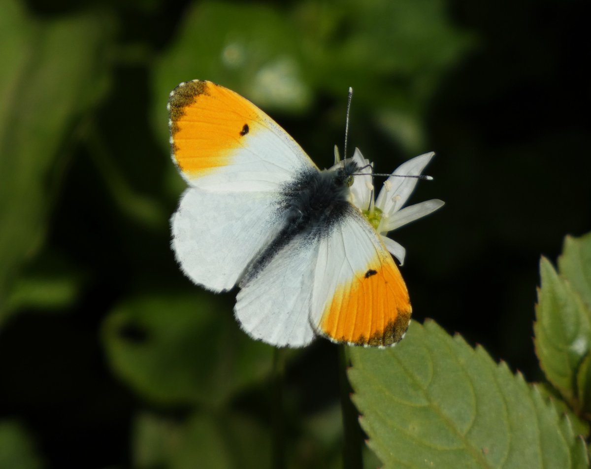 Orange-tips are one of our earliest butterflies that has not overwintered as an adult, and may now be seen on the wing. Report sightings on the @BC_Yorkshire website or the iRecord Butterflies App: yorkshirebutterflies.org.uk/sightings/repo…