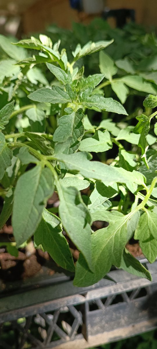 AmbarKomsu's tweet photo. Atalık tohumdan, solucan gübresiyle yetişen domates, salatalık, biber fidelerimiz geldi.
Adet 20TL

#ataliktohum #atalıkfide
#organiktavuk #köytavugu #organicchickenistanbul #organicnişantaşı #orgnikgıdaistanbul
#suböreği #organikkahvaltı #tesvikiyekahvaltı #nişantaşıkahvaltı https://t.co/409RbADWYA
