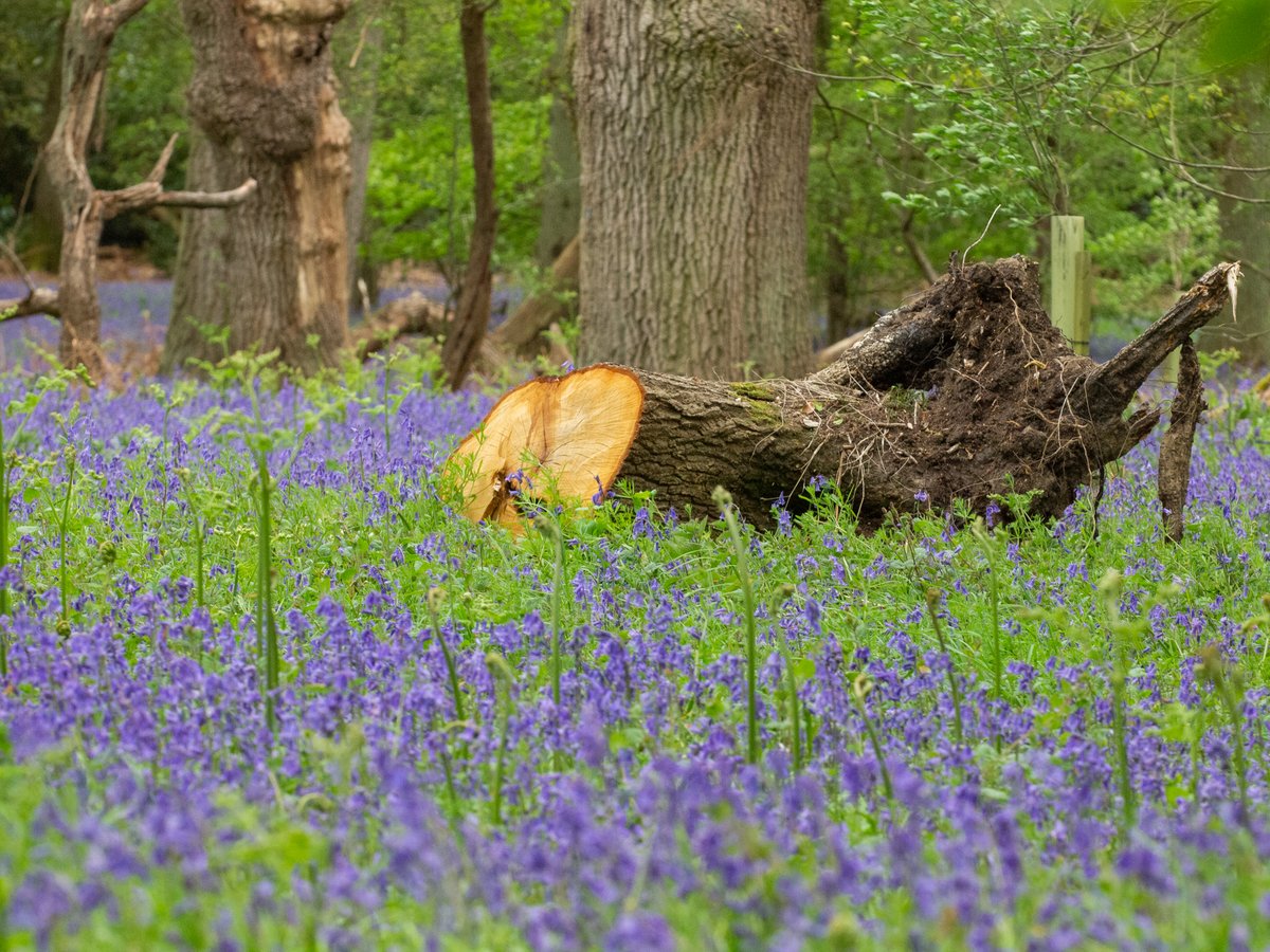 Join our wellbeing officer today and tomorrow for a lunchtime walk among the bluebells at Harcourt Arboretum. This spotlight tour will focus your senses on seasonal highlights, helping you to connect with nature. Find out more: go.glam.ox.ac.uk/x2EXE-Gad