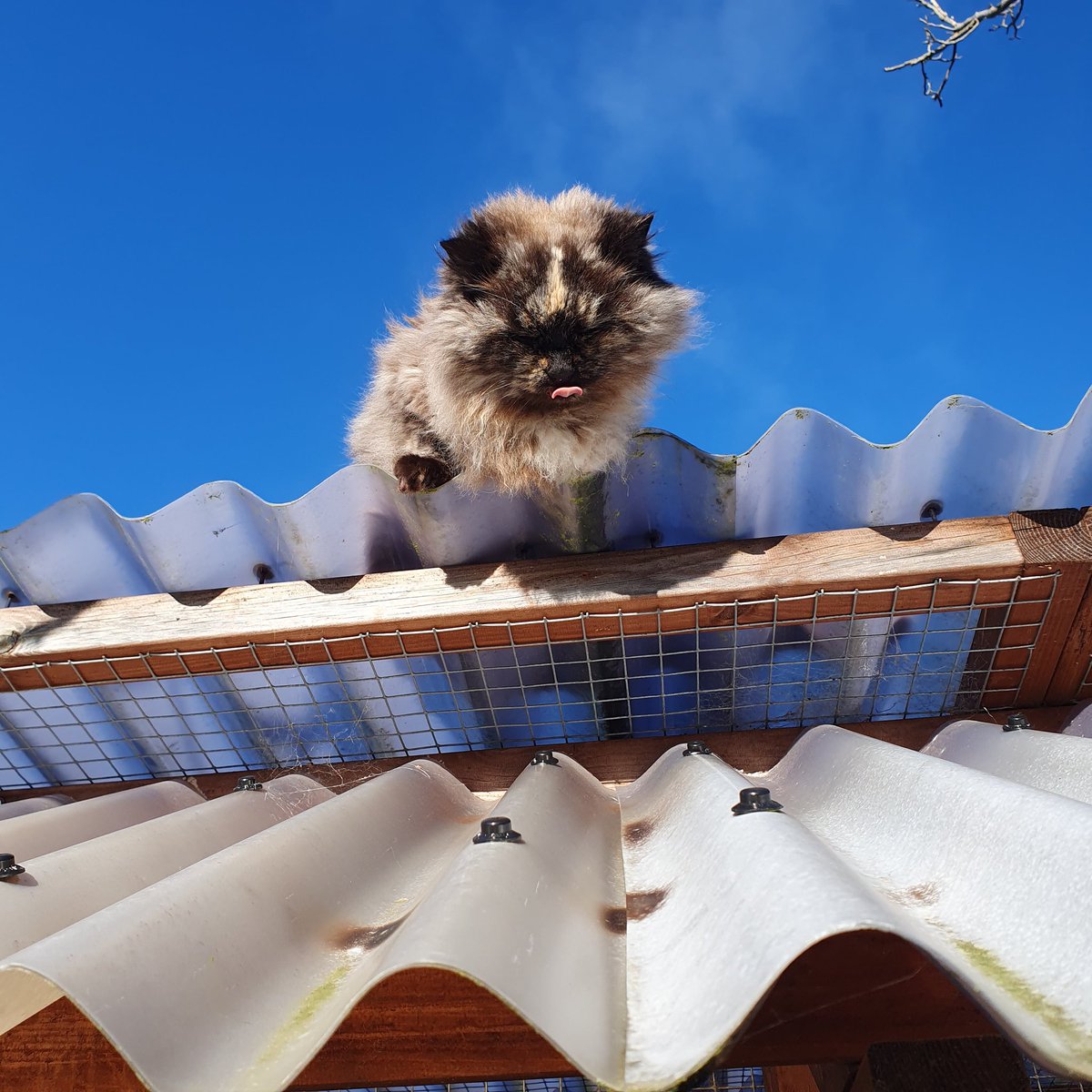#MondayMotivation ~ when the weather is good Tula likes to climb on the roofs to have a good view at what is happening by the rehoming pens #inthecompanyofcats #superseniorcats #rescuecats #purrfectcats #catrescue #floofyfelines
