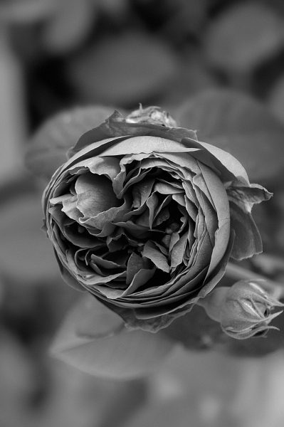 Rosa
#blancoynegro #monochrome #moments_in_bnw #blackandwhite #bw #noir_et_blanc #raw_bnw #blackandwhitephotography #fotografie #fotografia #photography #flowers #flores #natureza #naturaleza #nature