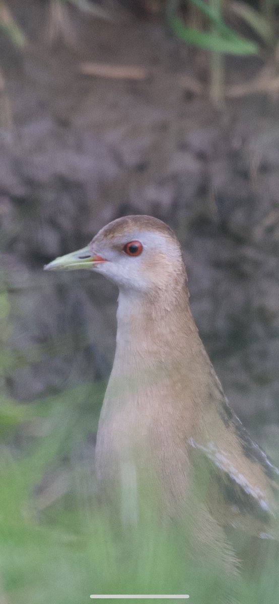 EdSurreyBirder tweet media