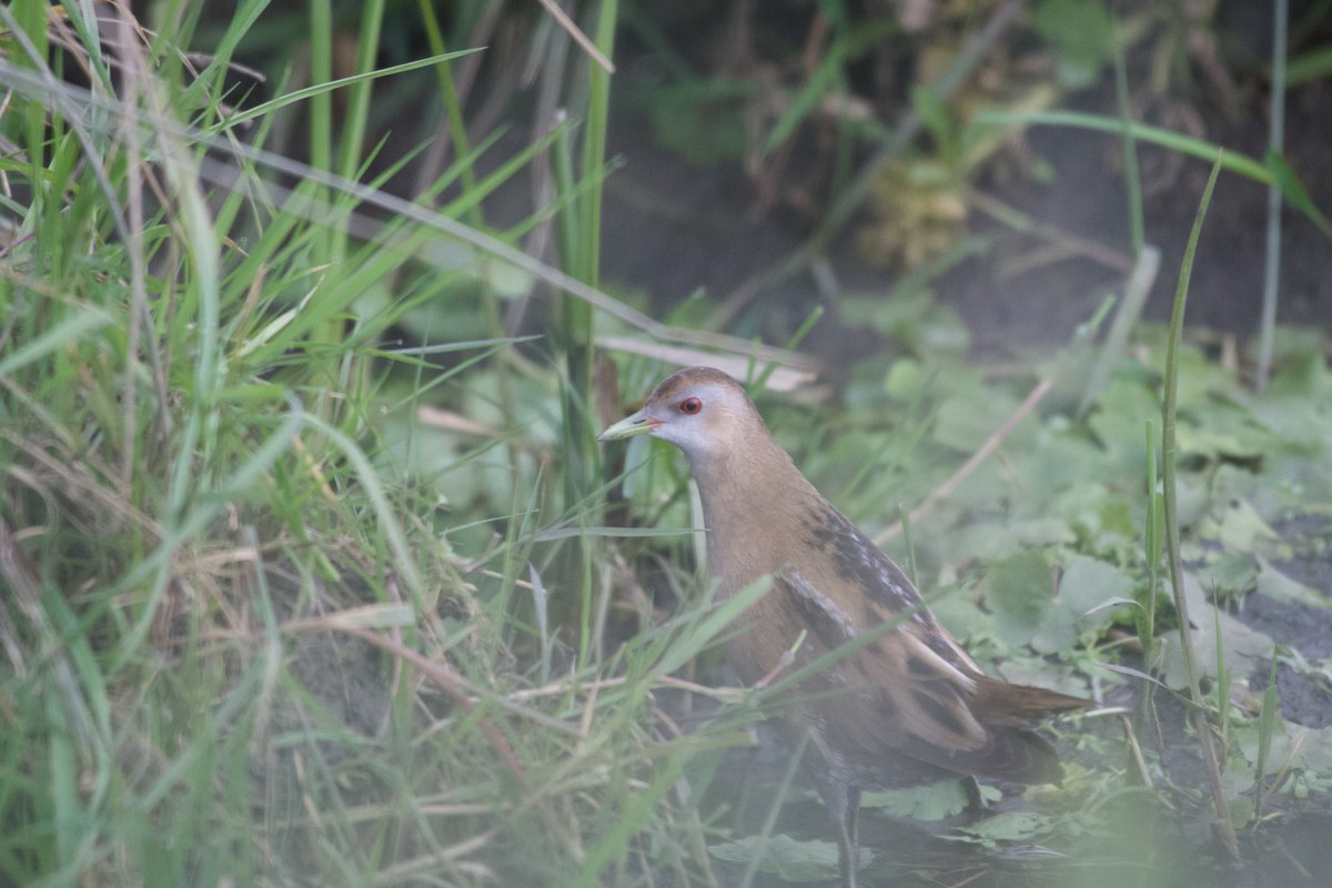 EdSurreyBirder tweet media