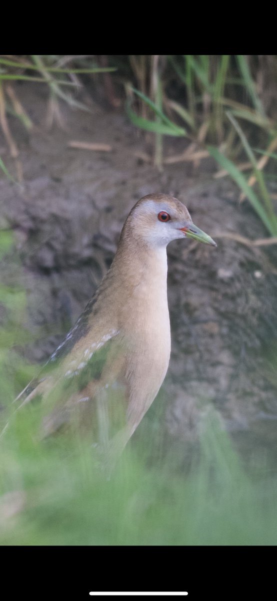 EdSurreyBirder tweet media