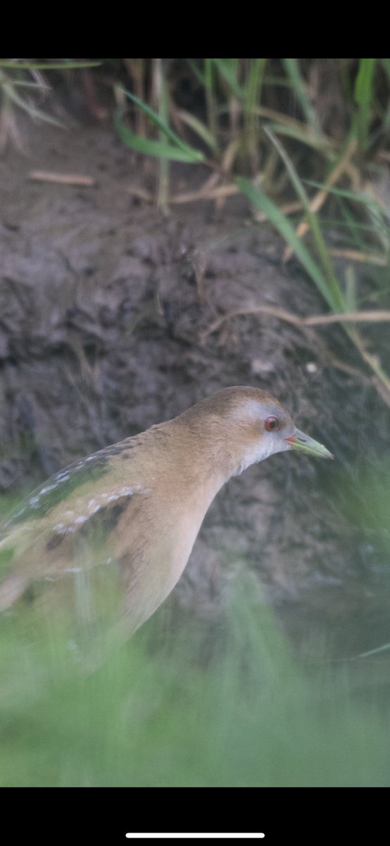 EdSurreyBirder tweet media