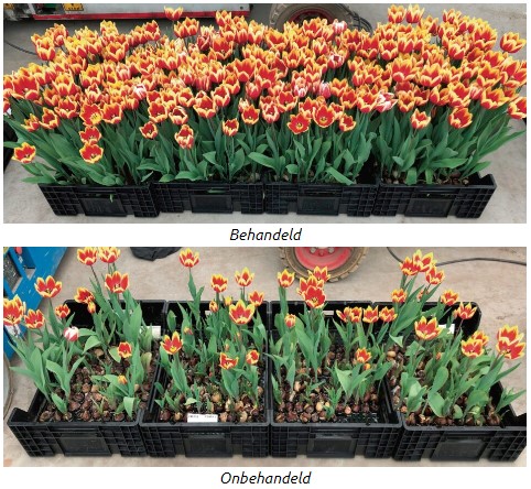 BayerCropNL's tweet photo. #FLiPPER is een effectief  #biologisch middel om o.a. #tulpengalmijt te bestrijden. Het middel heeft een #insecticide en #acaricide werking en is effectief tegen zuigende #insecten in teelten. Lees er meer over in bijgaand artikel van #Greenity

https://t.co/2DAJDekO3X https://t.co/FXyGVrX7q6