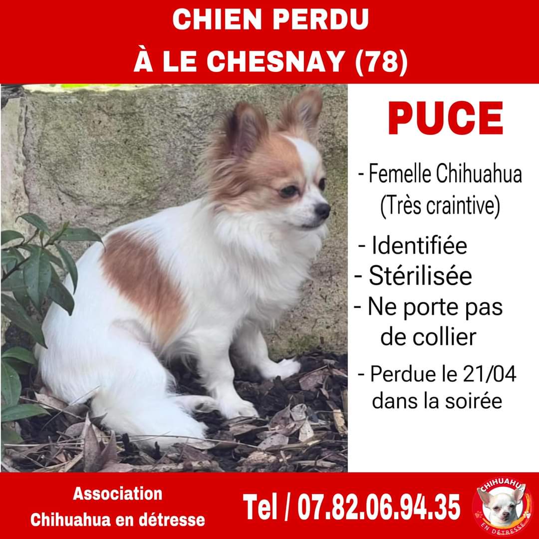 #Animaux #Yvelines #ChienPerdu