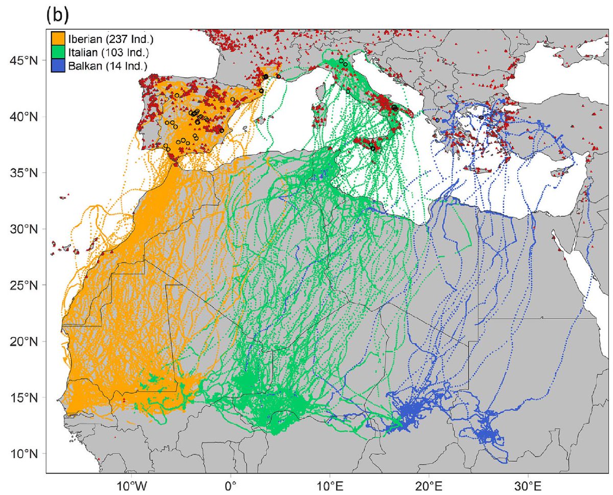 Using locations of >1800 colonies and tracks from 354 individuals, we assessed wind turbine exposure for Lesser Kestrels in EU and Africa. 26% of the EU pop has at least 1 turbine around colony. Sadly, Natura2000 fails to mitigate potential impact sciencedirect.com/science/articl…