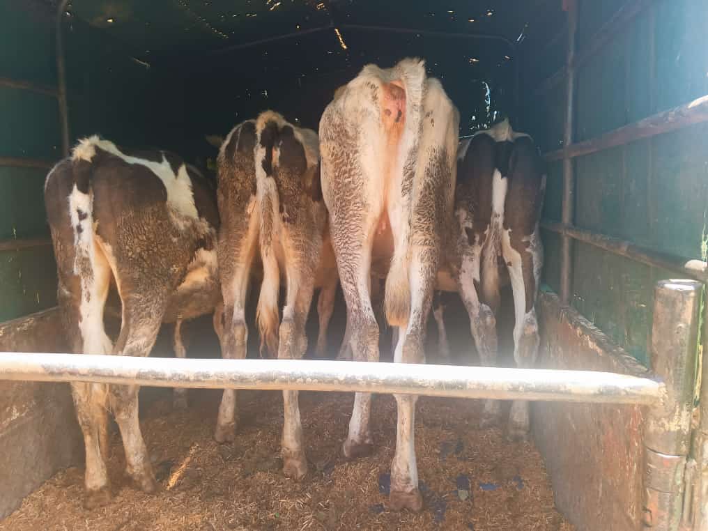 Eldoret ug county delivery of 3 8months old calf and 1 12 months old heifers successfully loaded 🔥👌
Thankyou for trusting us 🙏 
For such and more concept we are just a call way to your farm location✅️✅️

Place your orders asap  
#malisafi
