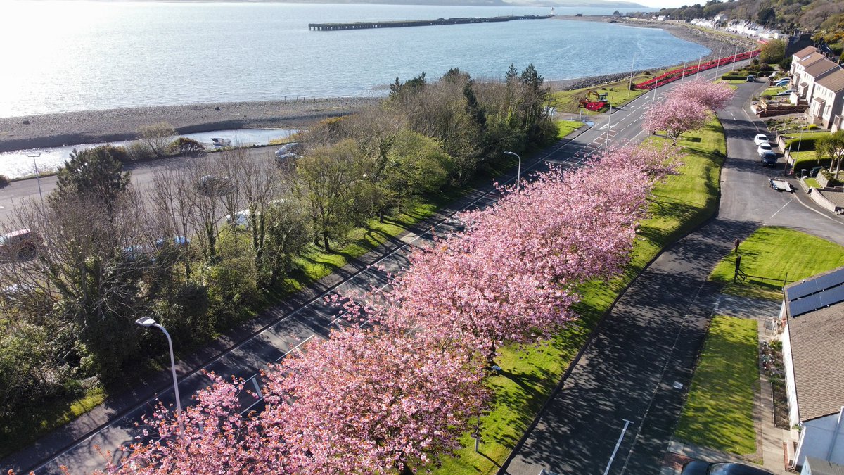Picture by DG9 Drones #digitalmediascotland networks ... View of #Cairnrya & #Lochryan. Pink Cherry Blossom Trees. The trees looking so beautiful at the moment, amazing to see, even after some of the weather we have had, strong winds. Picture in 4K by #Dg9Drones .