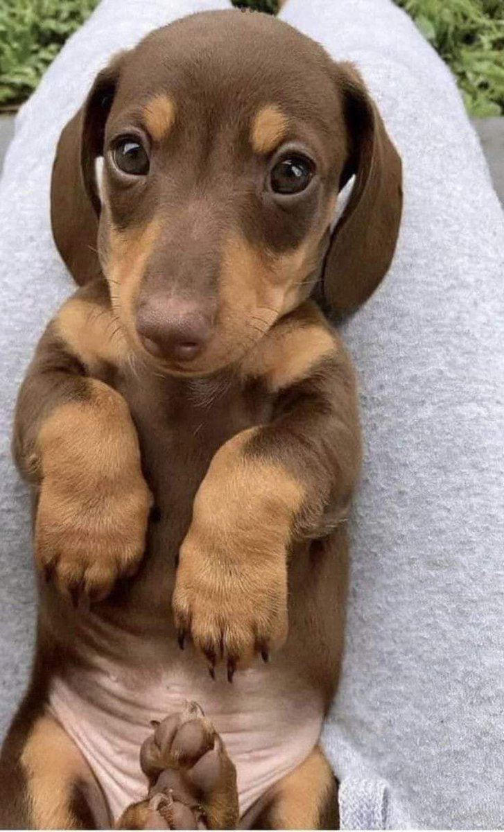 Dachshund (@daschundlovers2) on Twitter photo 2024-04-22 07:52:05