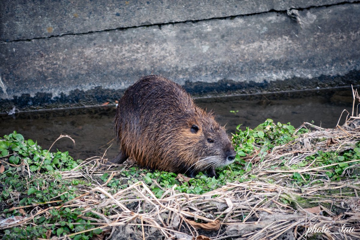 【悪者は人間】

#ファインダー越しの私の世界
#写真好きな人と繋がりたい
#写真撮ってる人と繋がりたい
#photography #特定外来生物
#キリトリセカイ #ヌートリア
#NikonZ6ii