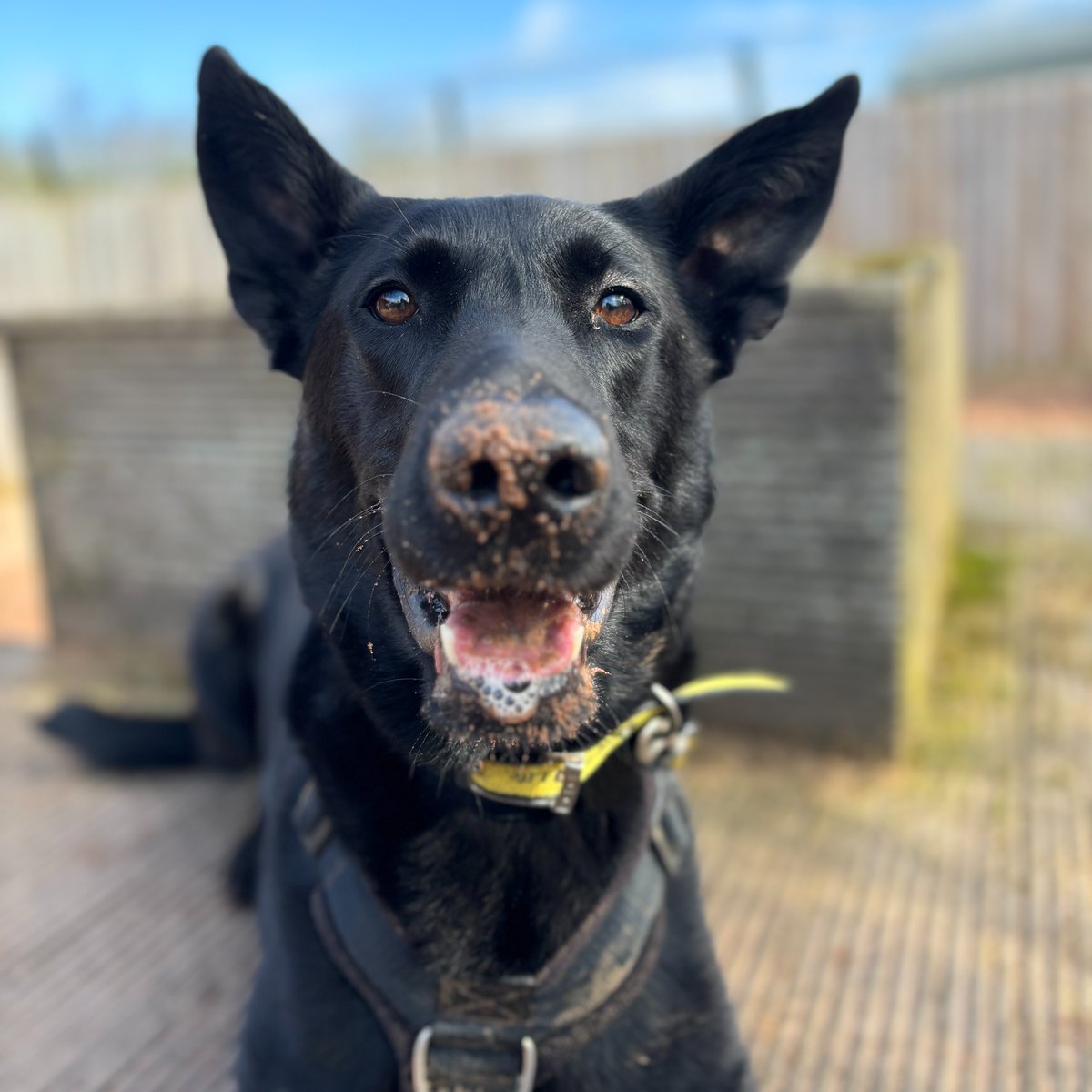 A big BOOP from our boy Nyx! Find out more 👇 dogstrust.org.uk/rehoming/dogs/… #DogsTrust #AdoptDontShop #Malinois #Crossbreed