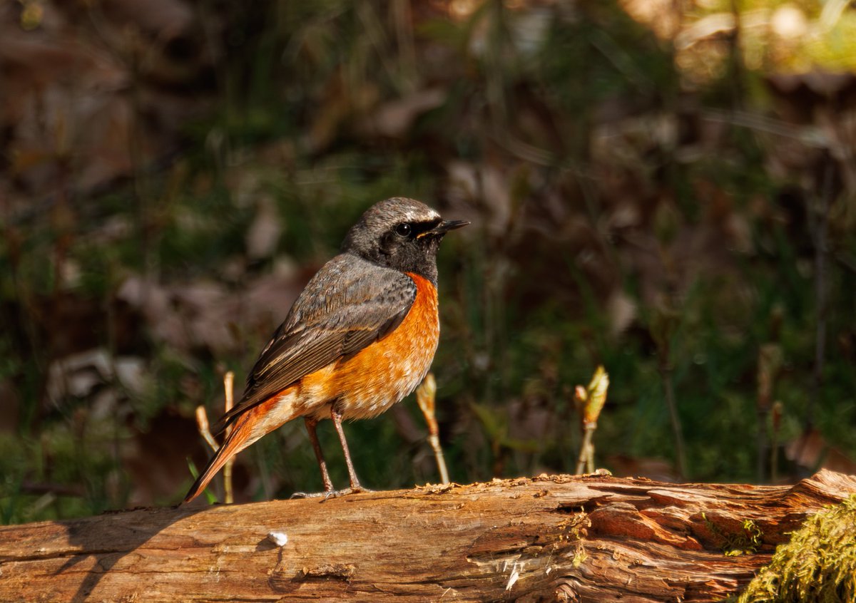 Male Common Redstart, one of 12+ seen at Gwenffrwd Dinas 20.04.24