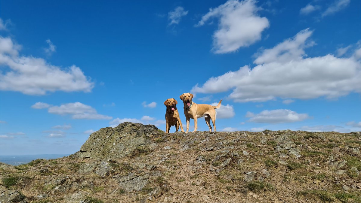 Out with Rex and his brother, Marmaduke, at 1,390 feet above sea-level.

#labradorretrievers 
#malvernhills
#worcestershirebeacon