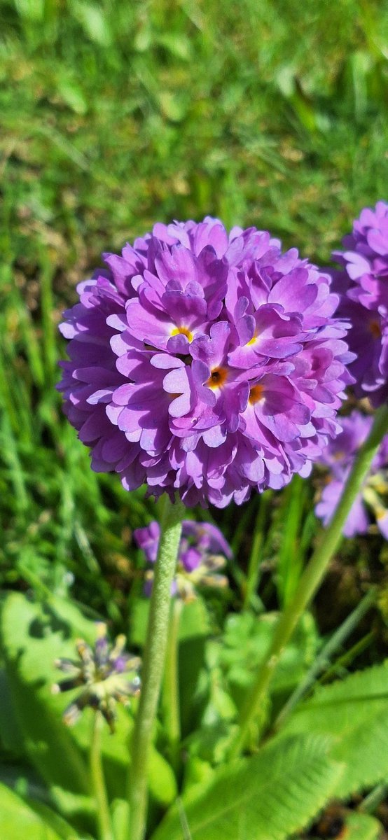 For H.💜🪻 #spring #garden #gardening #flowers #FlowersOnFriday #plants #nature #GardeningTwitter #TwitterNatureCommunity #happy #sunshine #NaturePhotography #NatureBeauty #beauty #peace #hope 🕊