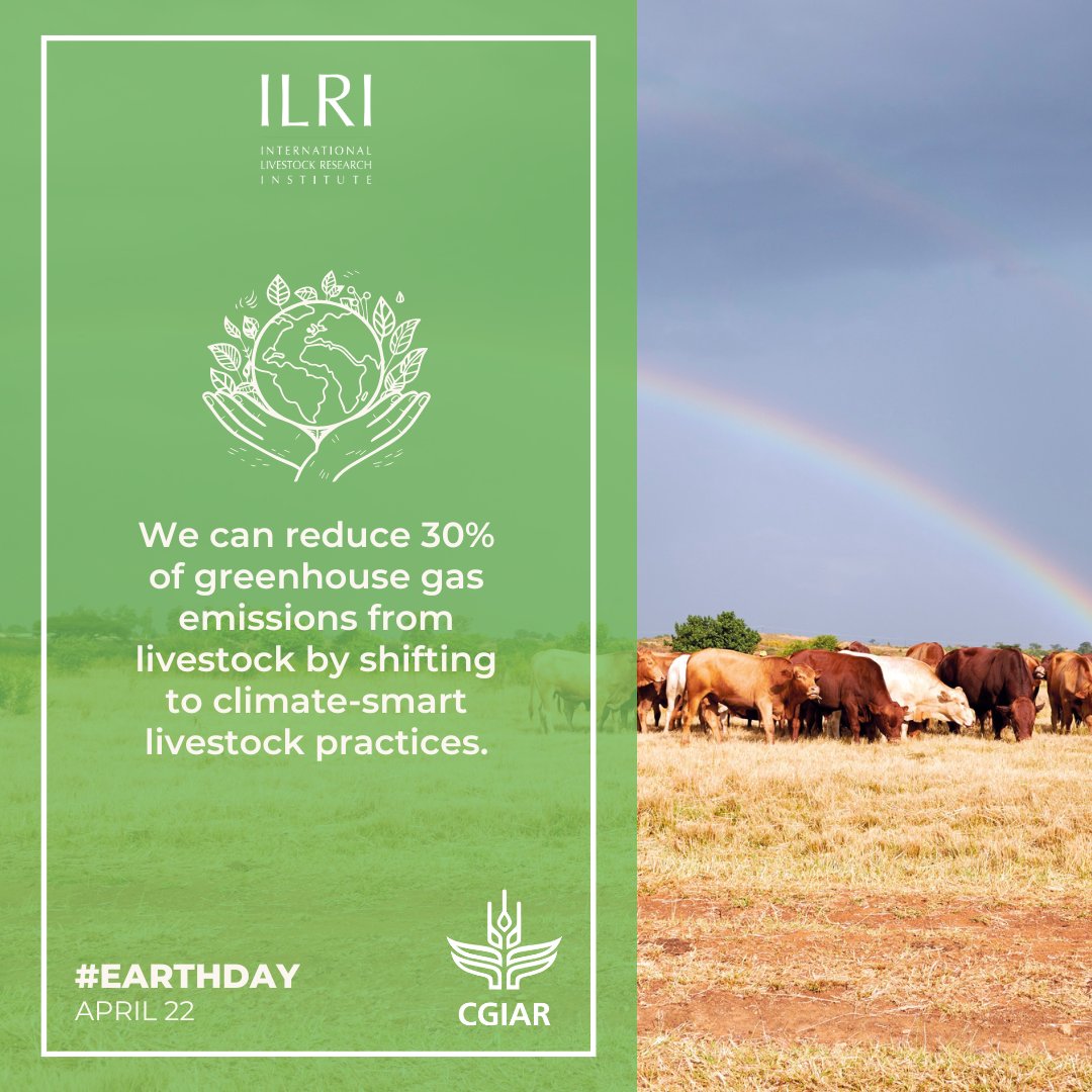 ILRI's tweet photo. On #EarthDay today we celebrate how sustainable livestock can become part of the climate solution.

Let's harness the power of research and innovation to protect our planet!

Learn more: https://t.co/eJeBrZyRrS #solutionswithlegs https://t.co/NmemnXdW7a