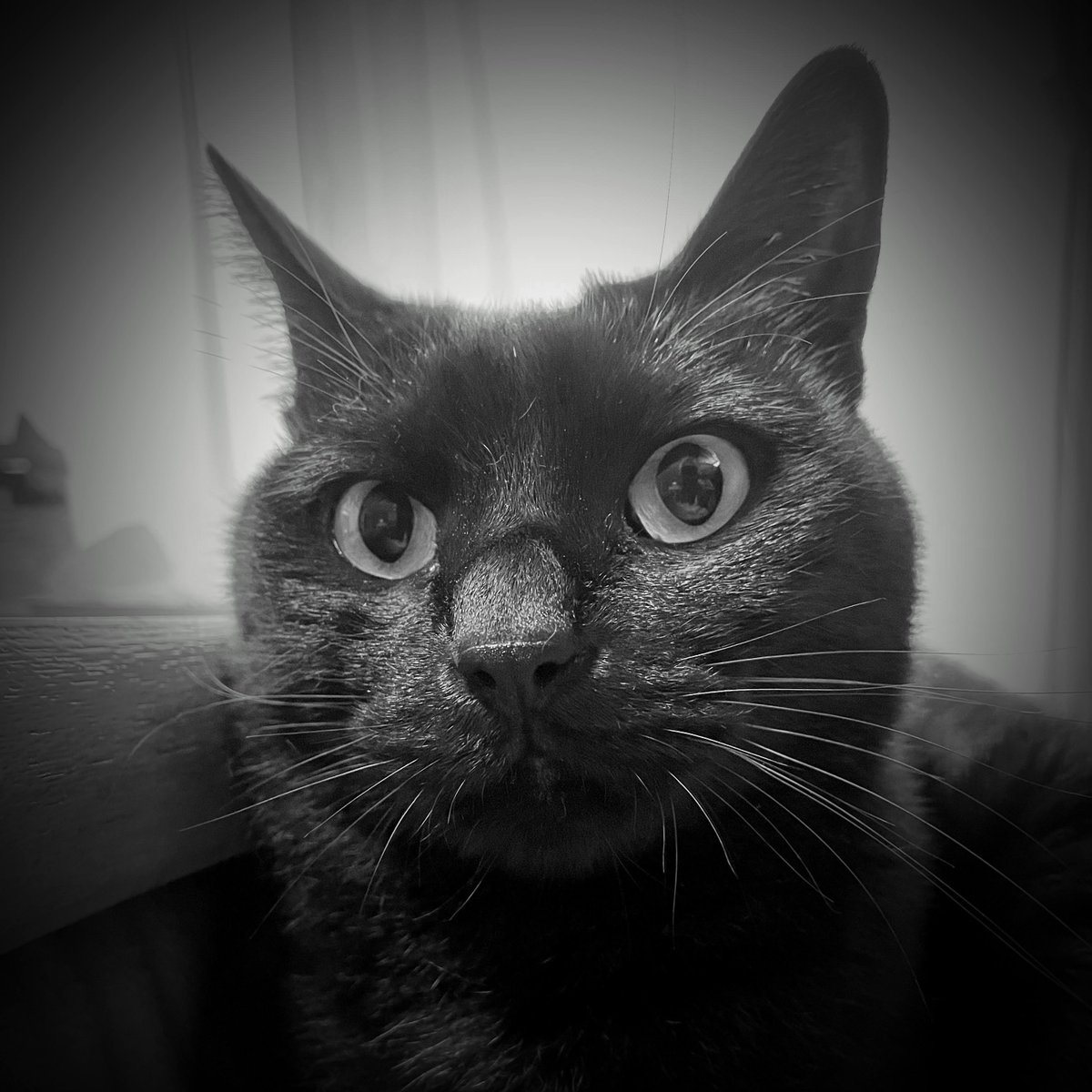 くろみつ (@kimkkCats) / Posts / X