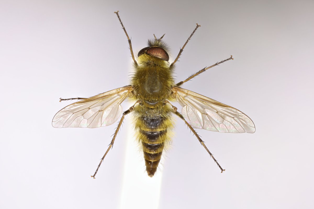 flygirlNHM's tweet photo. I was brought in some larvae on friday - it was a Therevidae but there is no key to UK species
So some have gone to #UKBOL whilst the others are being reared -maybe they will be this species - Thereva nobilitata but only time will tell....

#research #collections #KnowledgeGaps https://t.co/f2UWQjRdnC