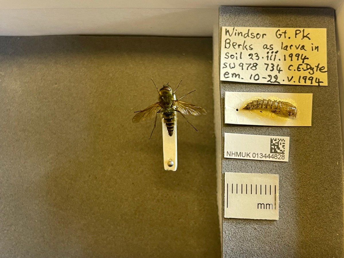 flygirlNHM's tweet photo. I was brought in some larvae on friday - it was a Therevidae but there is no key to UK species
So some have gone to #UKBOL whilst the others are being reared -maybe they will be this species - Thereva nobilitata but only time will tell....

#research #collections #KnowledgeGaps https://t.co/f2UWQjRdnC