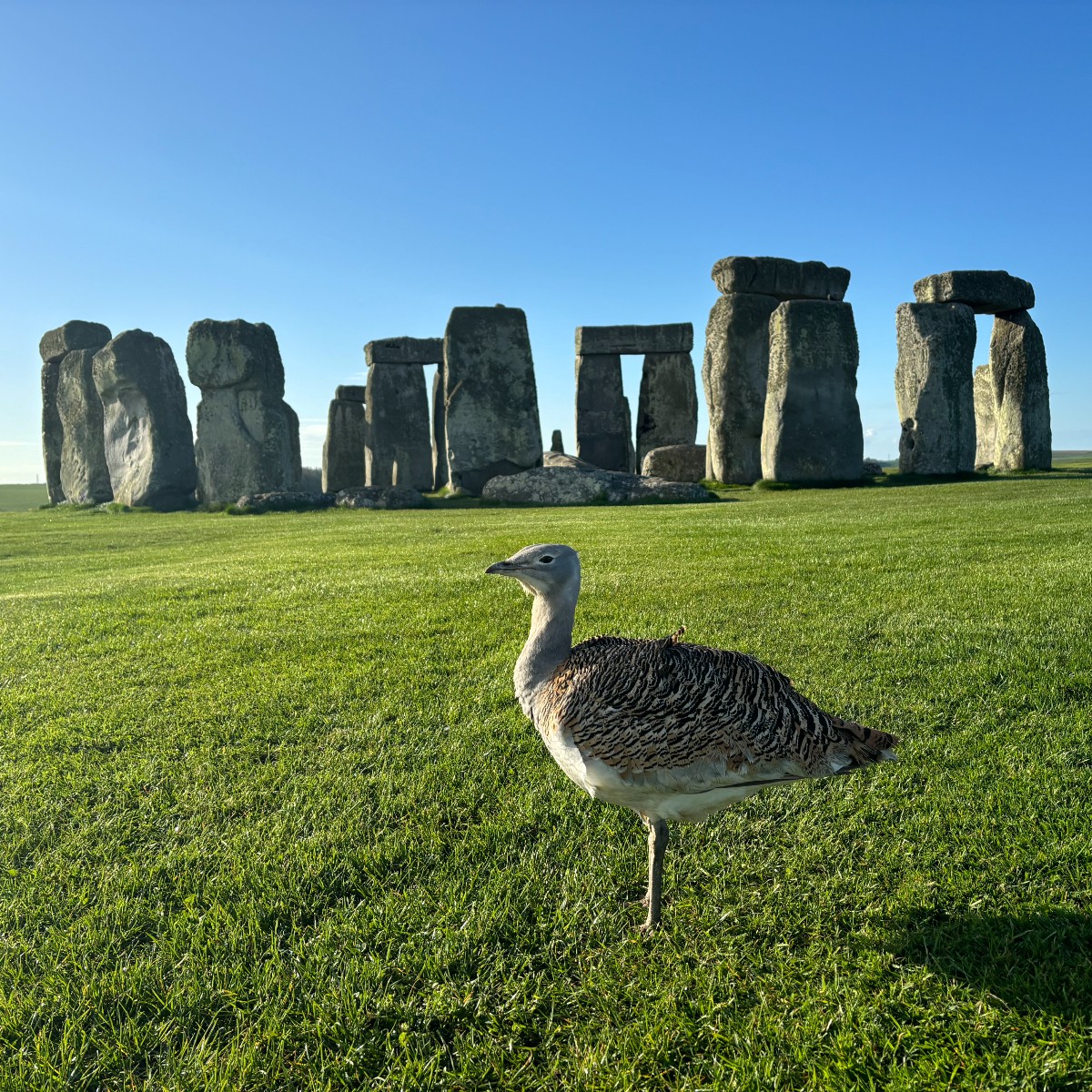 A very special bird has returned to Stonehenge! This is Gertie (Gertrude), a female Great Bustard. If you see Gertie during your visit, remember to give her plenty of space.

Find out more about the group working to protect the Great Bustard ➡️ greatbustard.org