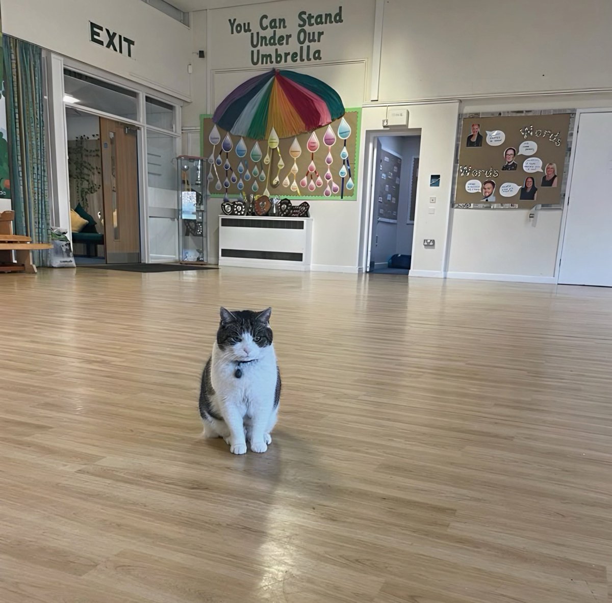 Another week at school and I’m the first one into assembly again. I’m hoping for a house point if I sit nicely. Have a great week everyone! #catsoftwitter #cats #Hedgewatch #school